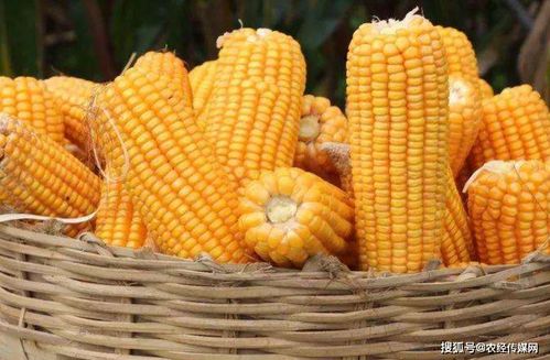 登海種業(yè)扭轉(zhuǎn)業(yè)績頹勢(shì) 玉米種業(yè)格局仍存變數(shù)