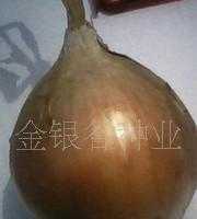 洋蔥種子價(jià)格_洋蔥種子廠家_世界工廠網(wǎng)產(chǎn)品信息庫