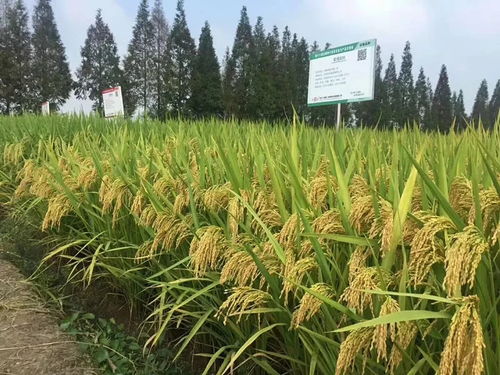 凱旋轄區(qū)企業(yè)杭州種業(yè)集團(tuán)水稻新品種 首秀 全國(guó)種子舞臺(tái)