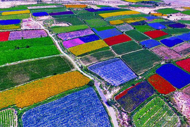 瞰縣域丨甘肅酒泉肅州區(qū):沃野千里育&ldquo;芯片&rdquo; 擦亮種業(yè)&ldquo;金招牌&rdquo;