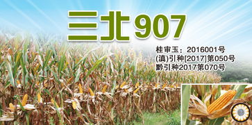 產品 三北種業 sanbeiseed 種子,玉米種子,種業公司,高產栽培,農業技術