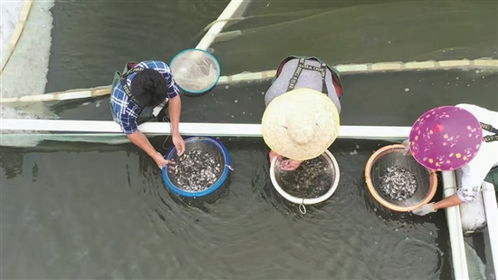 羊城晚報：海洋水產種業走出創新路