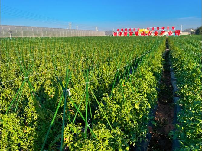 收好攻略，觀展不愁！2023云南·元謀第七屆蔬菜種業(yè)博覽會參展攻略