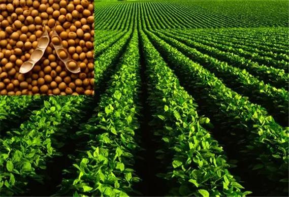 河南優(yōu)質(zhì)大豆種子——輝縣市豫北種業(yè)專業(yè)批發(fā)與供應