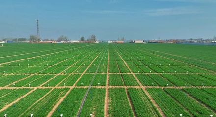 更全、更專、更廣 中國種子大會馬蘭小麥種業(yè)展示會引領種業(yè)創(chuàng)新