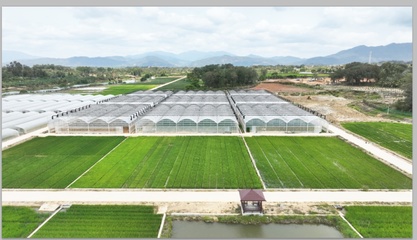 跨越千里，上海農(nóng)科青年在“種業(yè)硅谷”播種未來