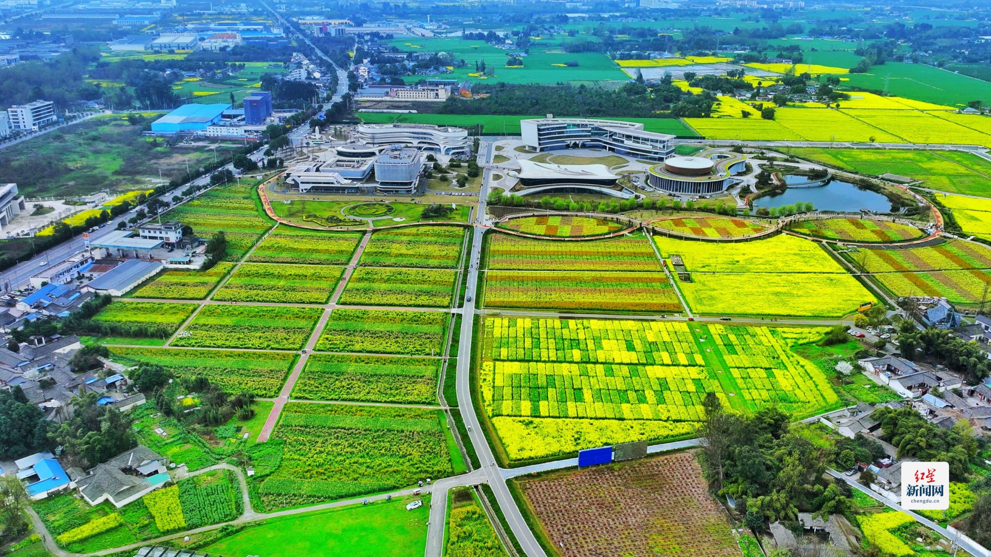 科技賦能種業(yè)，天府油菜花綻放春日新體驗