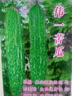 優(yōu)質(zhì)苦瓜種子批發(fā)指南 壽光宇豐種業(yè)的產(chǎn)品與服務